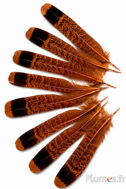 Francolino di monte - 11-13 cm - oro azteco-nero
